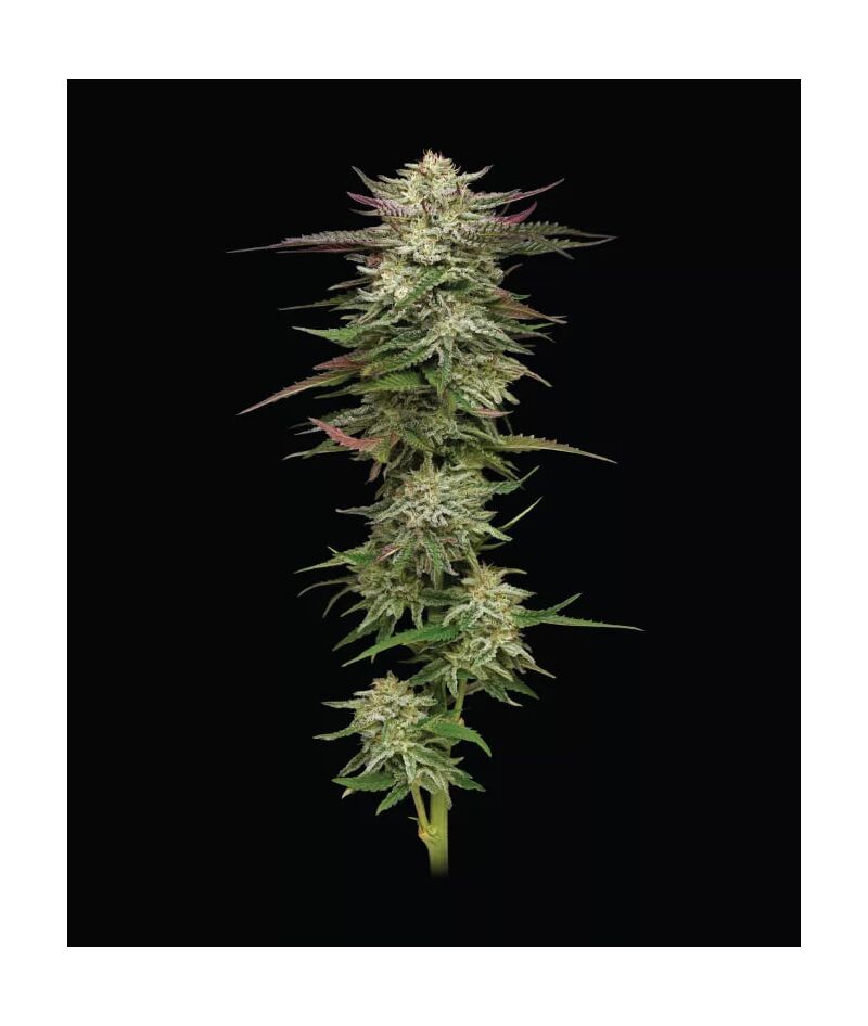 Humboldt Headband Auto, Фасовка: 3